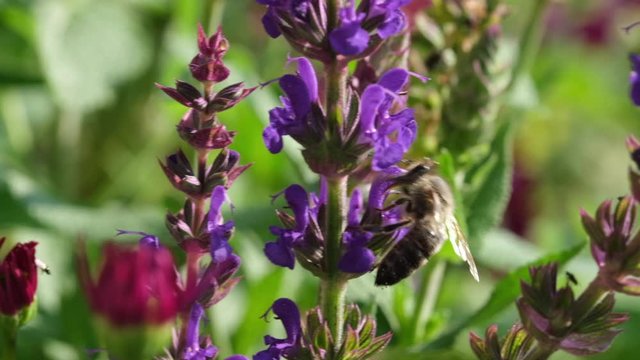 Biene im Naturgarten Artenvielfalt