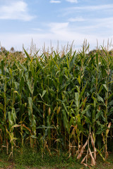 Fototapeta premium Corn field and blue sky, close up.