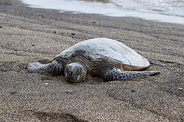 turtle on the beach, sea turtle