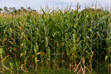 Corn field and blue sky, close up.