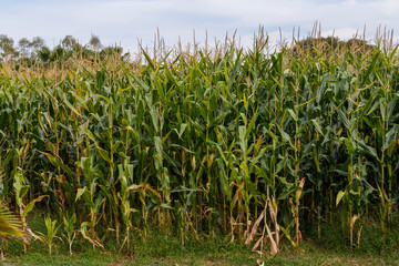 Corn field and blue sky, close up.