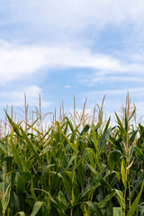 Fototapeta premium Corn field and blue sky, close up.