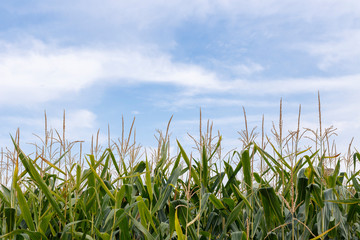 Fototapeta na wymiar Corn field and blue sky, close up.