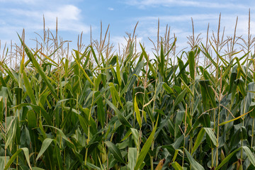 Fototapeta premium Corn field and blue sky, close up.