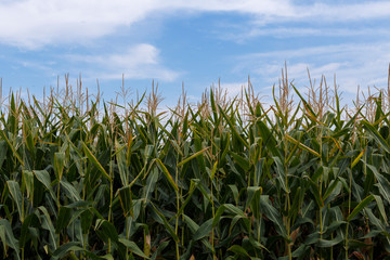 Corn field and blue sky, close up.