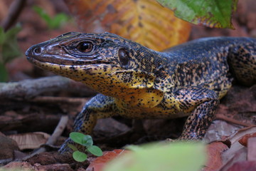 Lizard of Cerrado