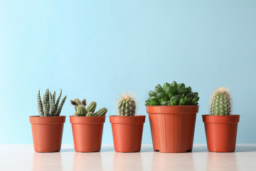 Beautiful succulent plants in pots on table against blue background, space for text. Home decor