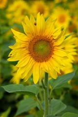 Sunflower flower for use as a background.