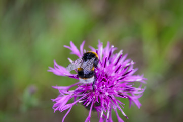 A large shaggy bumblebee collects nectar from a burdock flower.