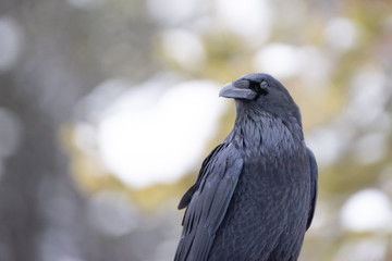 Raven