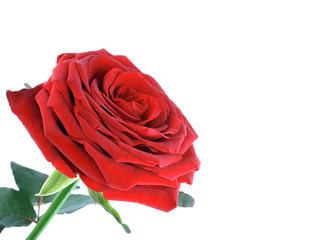Photo of single red rose isolated over white