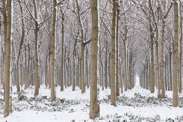 Woods arcade in winter