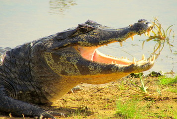 crocodile