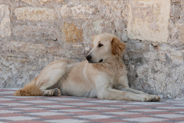 Naklejka na ściany i meble Abandoned homeless stray dog lying down alone at the waterfront in Foca in the Izmir province in Turkey. Stray dogs and cats are a problem in Turkey.