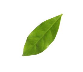 Obraz premium Fresh green coffee leaf isolated on white