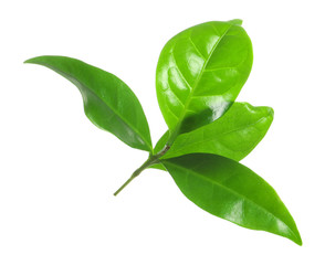 Fresh green coffee leaves isolated on white