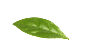 Fototapeta na wymiar Fresh green coffee leaf isolated on white