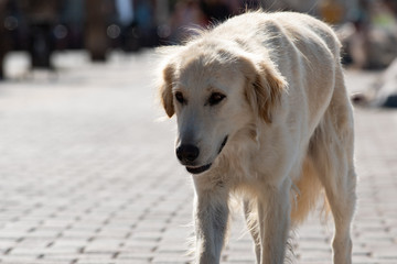 Abandoned homeless stray dog walking alone at the waterfront in Yneifoca in the Izmir province in Turkey. Stray dogs and cats are a  problem in Turkey.