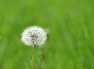 Photo of Alone dandelion on green