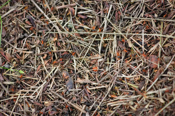 Anthill of red forest ants close-up. Formica rufa. Red forest ant in an anthill.