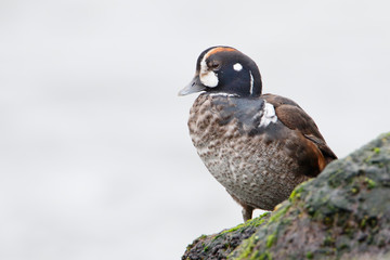 Harlequin Duck (Histrionicus histrionicus) on rock, Barnegat Jetty, New Jersey