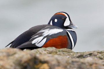 Harlequin Duck (Histrionicus histrionicus) male on rock, Barnegat Jetty, New Jersey