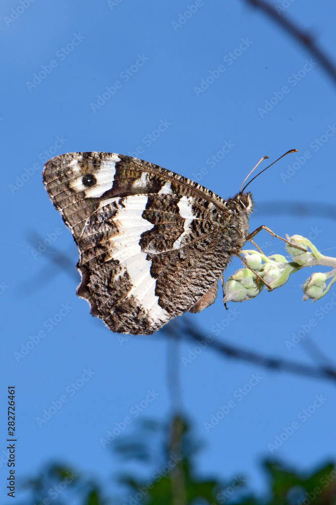 Sticker Weißer Waldportier (Aulocera circe) Peloponnes, Griechenland - great banded grayling