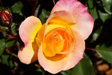 Rosa color giallo/rosa