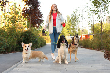 Young woman walking adorable dogs in park