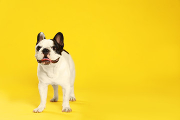 Fototapeta premium French bulldog on yellow background. Space for text