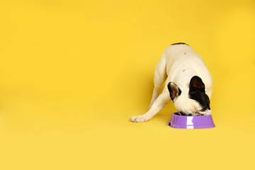 French bulldog eating food from bowl on yellow background. Space for text