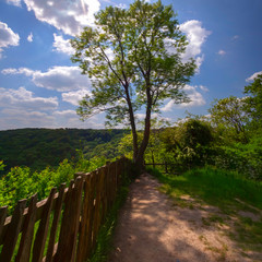 A tree located at the top of a hill called the Rotunda overlooking the Severn Gorge