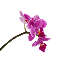 Naklejka na ściany i meble Beautiful tropical orchid flower on white background