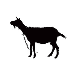 Silhouette of looking goat.