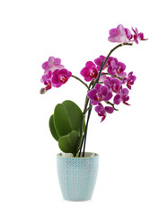 Beautiful tropical orchid flower in pot on white background