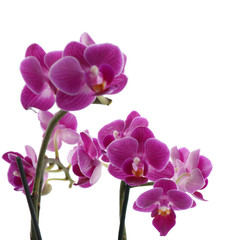 Obraz na płótnie Canvas Beautiful tropical orchid flower on white background
