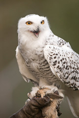 Snowy Owl On Falconer's Glove