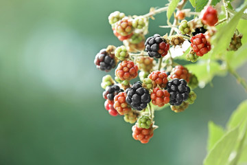 Branch with ripe and unripe blackberries on blurred background, closeup. Space for text