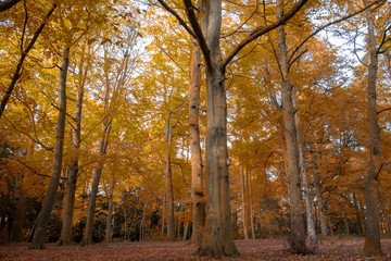 Obraz premium The golden tree's lined up like soldiers in Apley Woods just outside the market town of Wellington in Shropshire England.