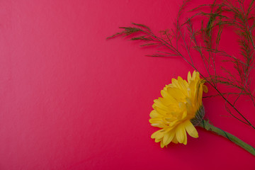 one yellow gerbera on a pink background top view plants green copy space