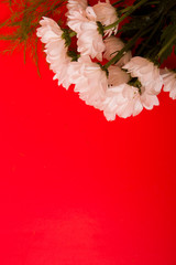 bouquet of white chrysanthemums on a red background top view copy space