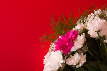 bouquet of white chrysanthemums with red gerbera on a pink background top view copy space
