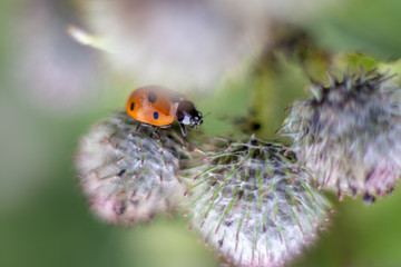 Close up macro photo of a lady bug in a flower.