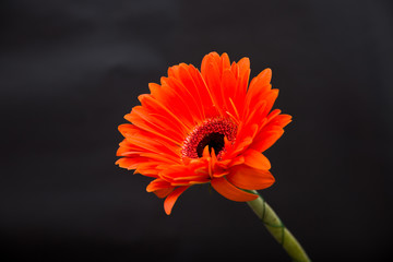 orange gerbera on a black background