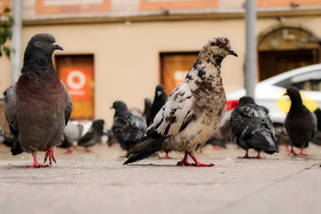 Pigeons walk on the granite bars in the city against the background of houses. City birds close up.