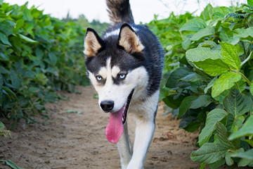 husky in the soy field