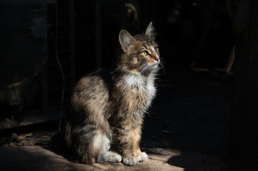 Yard cat sitting in profile in the sun on a dark background