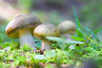 mushrooms