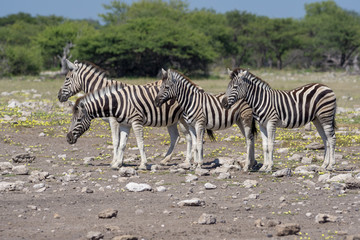 Fototapeta na wymiar Zebras in Etosha Namibia