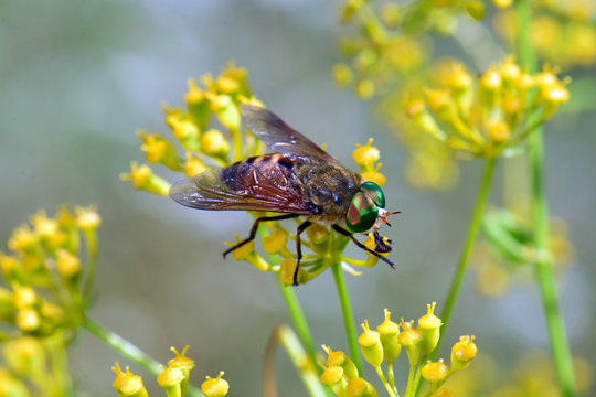 Ommatidium Bilder Durchsuchen 200 Archivfotos, und